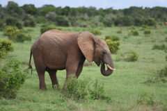 ANIMALI AFRICANI