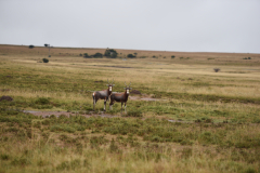 DSC_0353