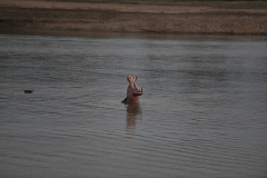 DSC_1854